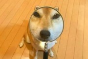 北岛南城情侣网名