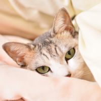 猫咪卡通头像 第3张