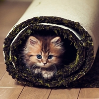 猫咪卡通头像 第7张