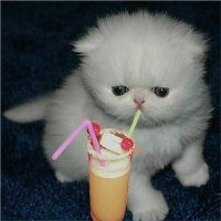 猫咪卡通头像 第8张